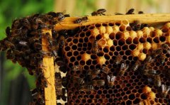 蜜蜂交尾群的管理与检查技术