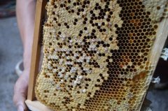 蜜蜂采蜜后为何逃跑抓住蜜蜂的3个死亡点
